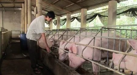 養(yǎng)殖場臭味難治理？潔匠凈化幫您輕松解決！.jpg