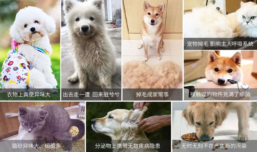 寵物氣味彌漫整個(gè)屋子，潔匠凈化教您如何除味.jpg